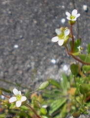 Saxifraga-tridactylites4