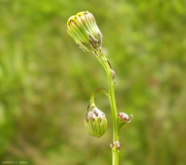 senecio-inaequidens3