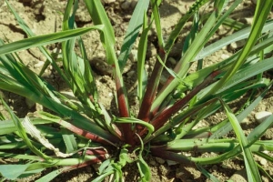 setaria-pumila3