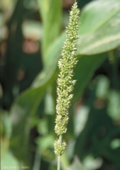 setaria-verticillata5