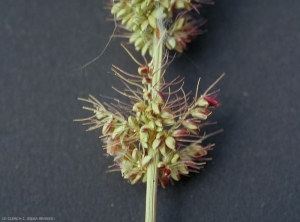 setaria-verticillata6