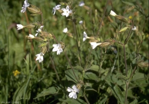 silene-latifolia3