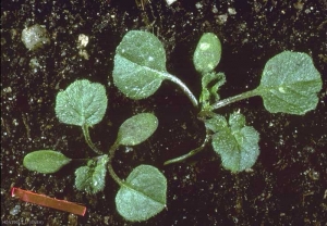 Sisymbrium-officinale4