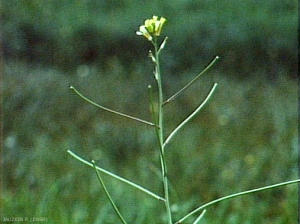 sisymbrium-orientale2