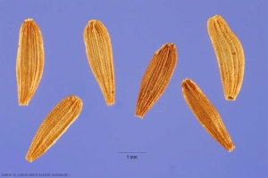 sonchus-oleraceus1