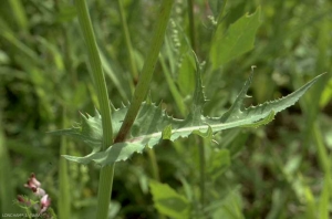 sonchus-oleraceus4