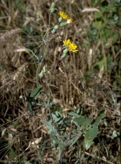 Sonchus-tenerrimus2