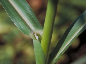 Sorghum-halepense4