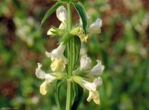 stachys-annua3