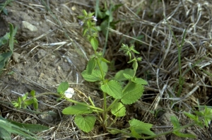 stachys-arvensis6