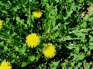 Taraxacum-campylodes4