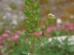 thlaspi-arvense2