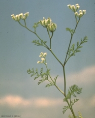 Torilis-leptophylla3