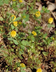 Trifolium-campestre2