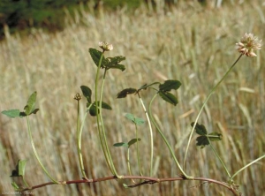 trifolium_repens5