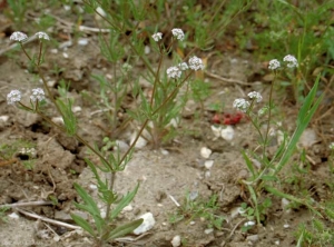 Valerianella-discoidea3