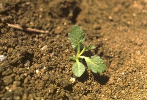 verbena-officinalis2