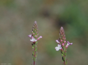 verbena-officinalis4