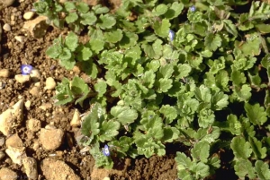 veronica-agrestis3