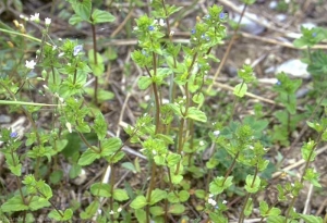 veronica-arvensis7