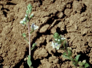 veronica-serpyllifolia2