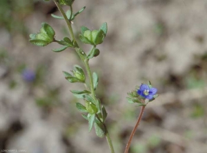 veronica-triphyllos3