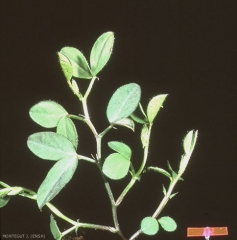 vicia-bithynica3