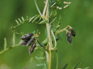 vicia-hirsuta2