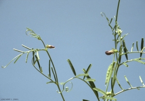 vicia-peregrina4