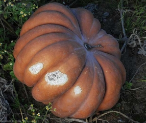 <b>Brûlure solaire</b> sur courge se matérialisant par 3 taches superficielles blanchâtres plus ou moins étendues sur la face la plus exposée au rayonnement du soleil.