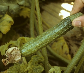 Discrète mosaïque sur fruit de courgette, celui-ci est aussi piqueté. <b>Virus de la mosaïque du concombre</b> (<i>Cucumber mosaic virus</i>, CMV)