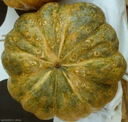 Plusieurs lésions en arcs de cercle, parfois concentriques, se sont formées sur cette courge par ailleurs déformée. </b>. (<i>Zucchini yellow mosaic virus</i>, ZYMV)