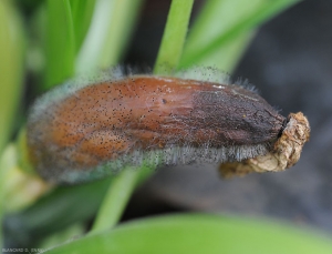 Jeune fruit de courgette entièrement pourri par <i><b>Choanephora cucurbitarum</b></i>. Les tissus humides et bruns se décomposent   progressivement et sont recouverts par une moisissure noirâtre. (pourriture à Choanephora, cucurbit flower blight)