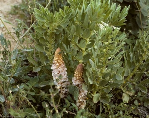 Orobanche4