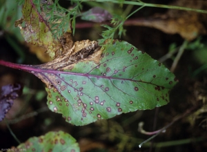 Cercospora_beticola