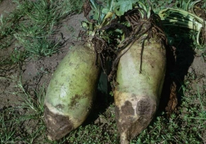 Rhizoctoniaviolacea_Beta