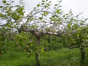 kiwi-pergola