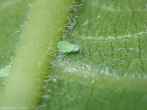 Larve de <i>Homotoma ficus</i>, le psylle du figuier (fig psylla).