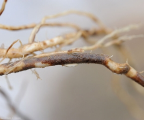 Large lésion superficielle du cortex  sur une racine de tomate. <i><b>Pyrenochaeta lycopersici</b></i> (racines liégeuses, corky root)