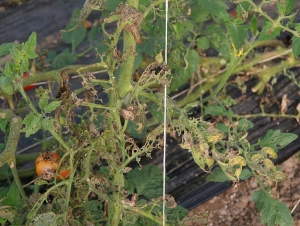 Dans certaines situations de forte pression parasitaire, le limbe est entièrement rongé. Il ne subsiste plus que les nervures des feuilles de tomate. <b>Papillons de nuit</b> (noctuelles)