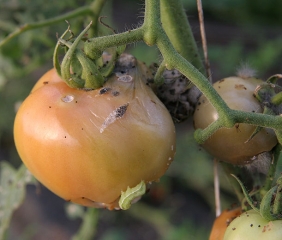 Les blessures provoquées par les <b>Papillons de nuit</b> sont des portes d'entrée pour des envahisseurs secondaires, des bactéries comme des champignons, en l’occurrence <i>Rhizopus stolonifer</i>.(noctuelles)