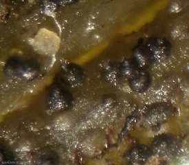 Fructifications de  <i><b>Didymella bryoniae</b></i>  observées à la loupe binoculaire ; elles sont  noires car maintenant bien mélanisées.(chancres gommeux sur tige, gummy stem blight)