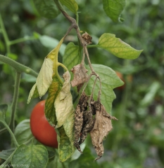 Le pétiole de cette feuille est maintenant ceinturé par  <i><b>Botrytis cinerea</b></i>. Plusieurs folioles jaunissent, certaines sont déjà nécrosées et mortes.  (moisissure grise, grey mold)