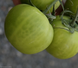 Les vaisseaux de ces fruits verts sont apparents. De teinte blanchâtre, ils leur confèrent un aspect veiné. <b><i>Clavibacter michiganensis</i> subsp. <i>michiganensis</i></b> (chancre bactérien, bacterial canker)