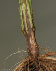 En débarrassant le collet de son cortex on peut observer le brunissement du xylème. <b><i>Fusarium oxysporum</i> f. sp. <i>radicis-lycopersici</i> (FORL)</b> (<i>Fusarium</i> crown and root rot)