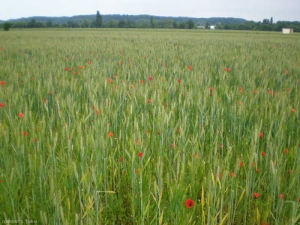 papaver-ble