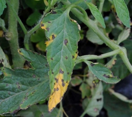 Un halo jaune plutôt marqué est bien visible et parfois étendu autour des taches sur cette foliole. <b><i>Xanthomonas</i> sp.</b> (gale bactérienne, bacterial spot) 