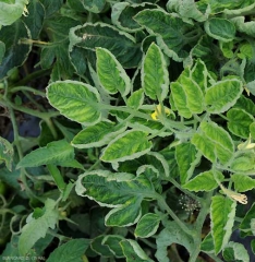 Folioles présentant un jaunissement inter-nervaire pliutôt marqué et un léger enroulement. <b>Virus des feuilles jaunes en cuillère</b> (<i>Tomato yellow leaf curl virus</i>, TYLCV)