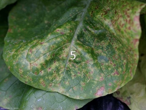 Autre aspect de petites lésions chlorotiques et nécrotiques visibles à la face supérieure du limbe. <b>Agent des anneaux nécrotiques de la laitue</b> (<i>Lettuce ring necrosis agent</i>, LRNA)(maladie des taches orangées)