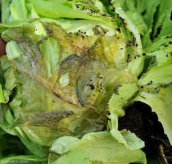 Aspect d'une pourriture humide à  <b><i>Botrytis cinerea</i></b> telle qu'on peut l'observer sur les feuilles de salade.  (moisissure grise, grey mold)